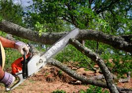 How Our Tree Care Process Works  in  Tysons, VA